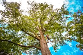 Professional Tree Removal Services in Woodland, WA