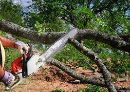 Best Tree Cabling and Bracing  in Woodland, WA