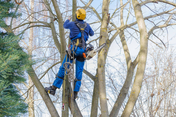 How Our Tree Care Process Works  in  Woodland, WA