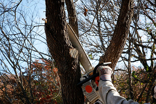 Best Hedge Trimming  in Woodland, WA